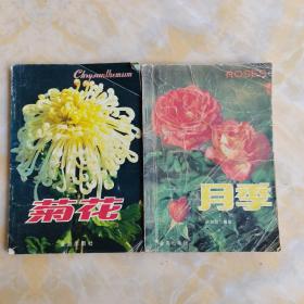 菊花 月季