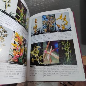 兰花名品新品鉴赏与栽培