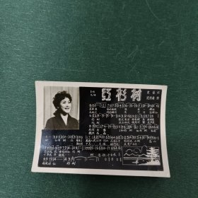 歌片 红杉树