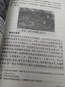 阴阳五行与日本民俗