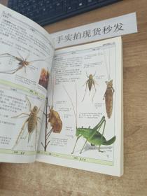 昆虫：全世界550多种昆虫、蜘蛛和陆生节肢动物的彩色图鉴