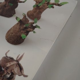 幼儿园美术教育活动资源库：陶艺