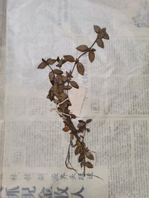 植物标本，无标本台纸.50327-75