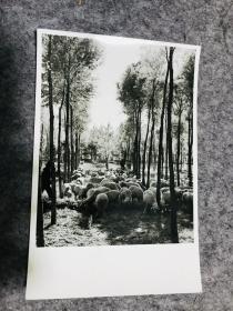 老照片，1976年新疆吐鲁番县，放牧羊群，中科院治沙所旧藏原版老照片，治沙文献