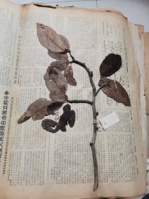 植物标本，无标本台纸.2150527-71