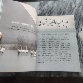 自然观察: 我的湿地鸟类朋友