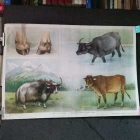 小学课本自然常识第2册教学挂图 黄牛 水牛 牦牛