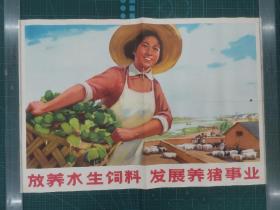 对开宣传画《放养水生饲料发展养猪事业》