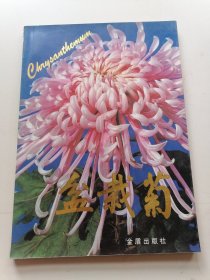 盆栽菊