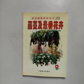 藤蔓及悬垂花卉