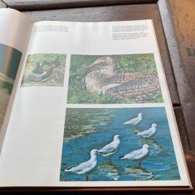 Bush Dwellers of Australia