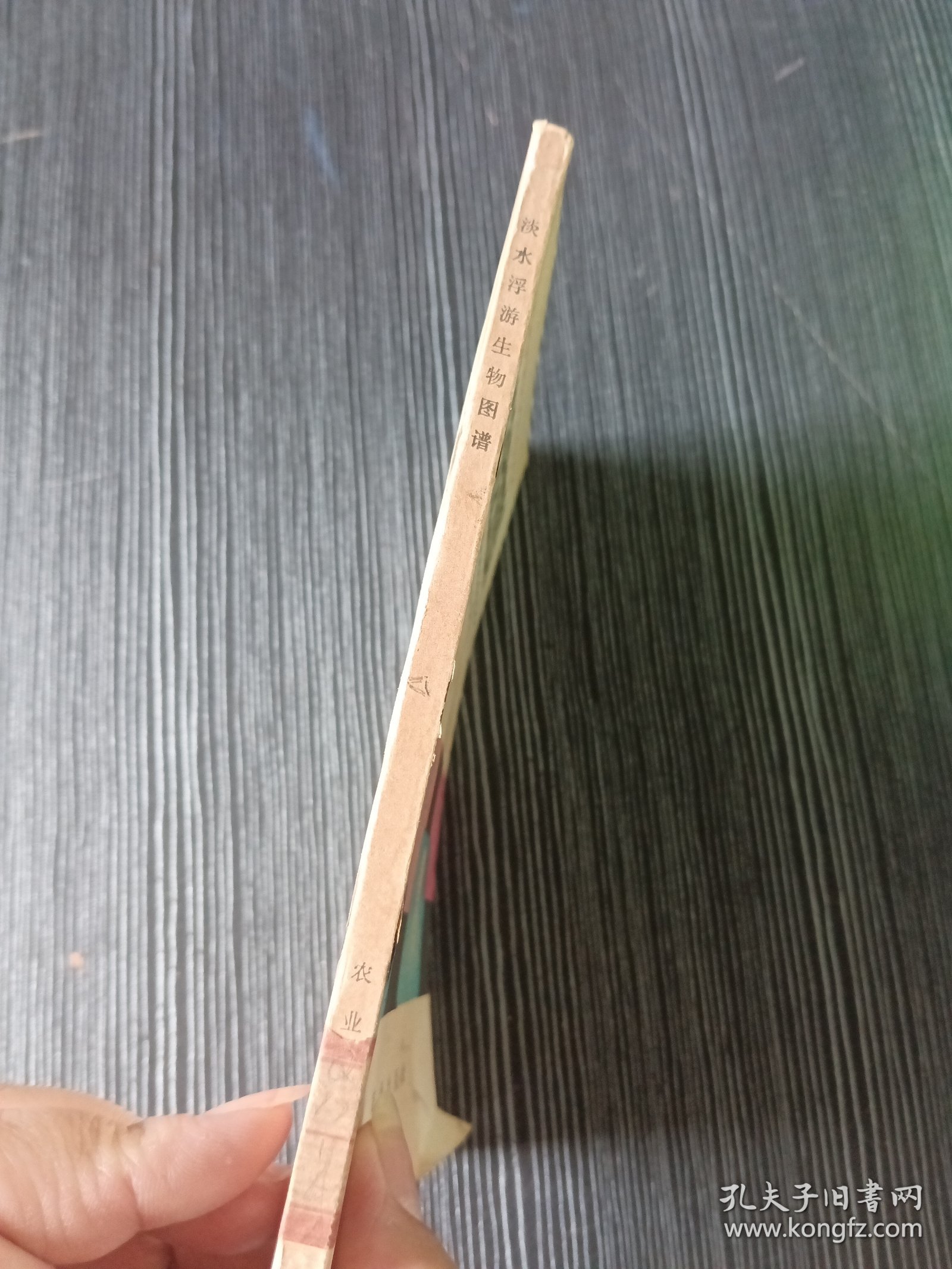 淡水浮游生物图谱