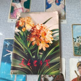 长春君子兰