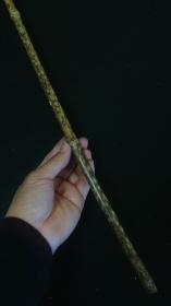 梅鹿竹一根，尺寸：88x1.1cm。