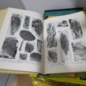 中国植物化石、中国新生代植物（第三册）【包邮】