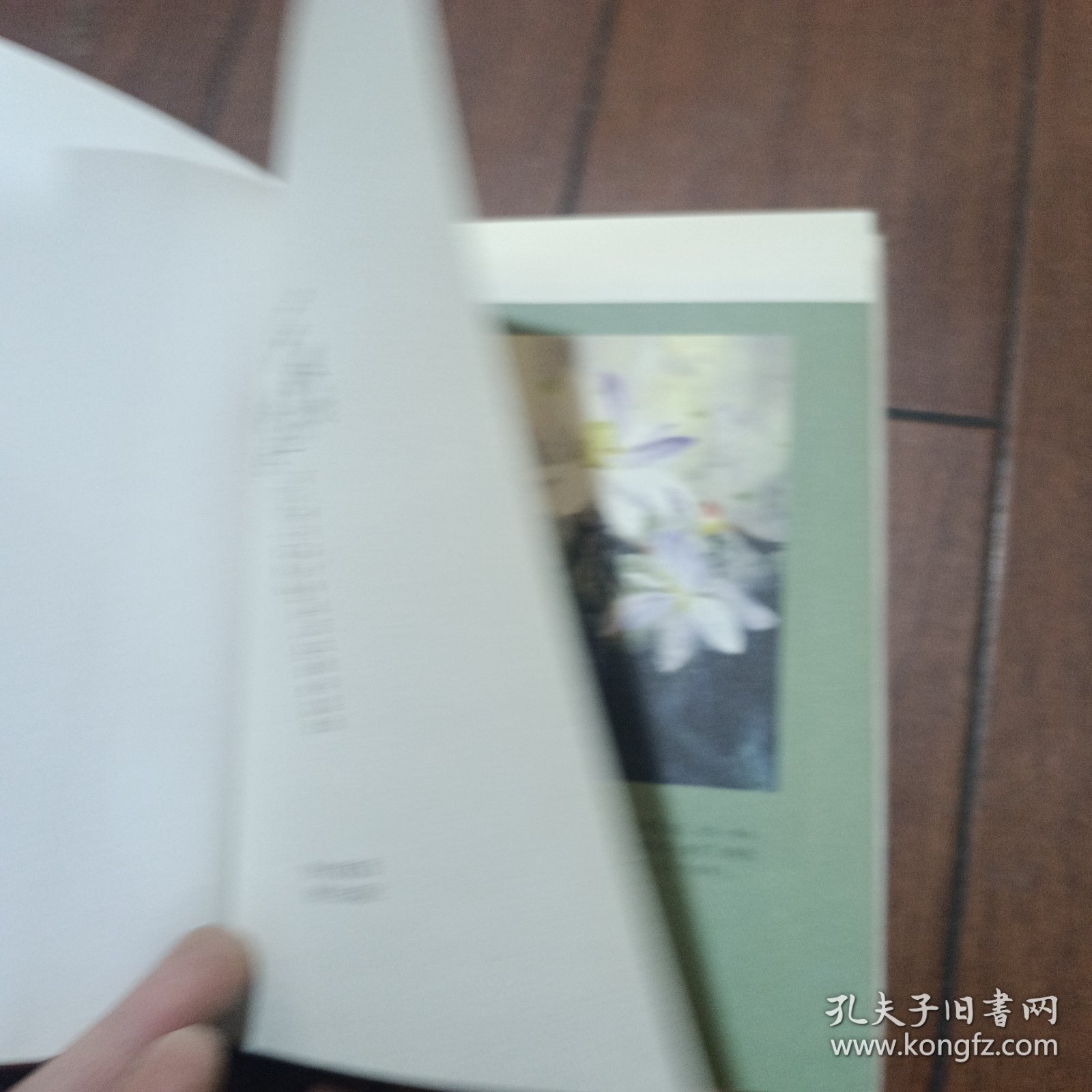 蝴蝶 蝴蝶我爱过你吗