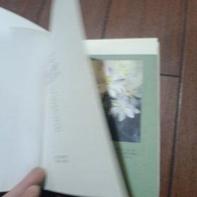 蝴蝶 蝴蝶我爱过你吗