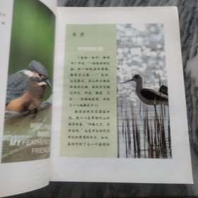 自然观察: 我的湿地鸟类朋友