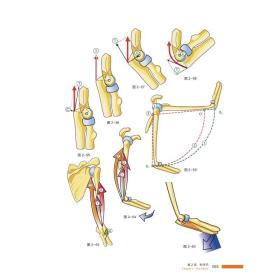 骨关节功能解剖学:第一卷上肢（原书第7版）