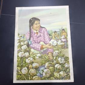 50年代宣传画 年画：棉花丰收心花开（谢慕莲作）尺寸：22cm*16cm，包老保真！