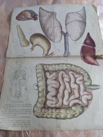 小学课本自然常识第三册教学挂图 人体内脏