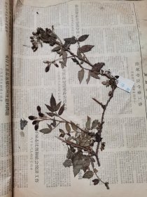 植物标本，无标本台纸.50327-77