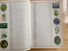 319种中国野菜图鉴.