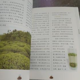 中国绿茶——品茶馆