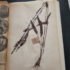 25.植物标本，8开大小