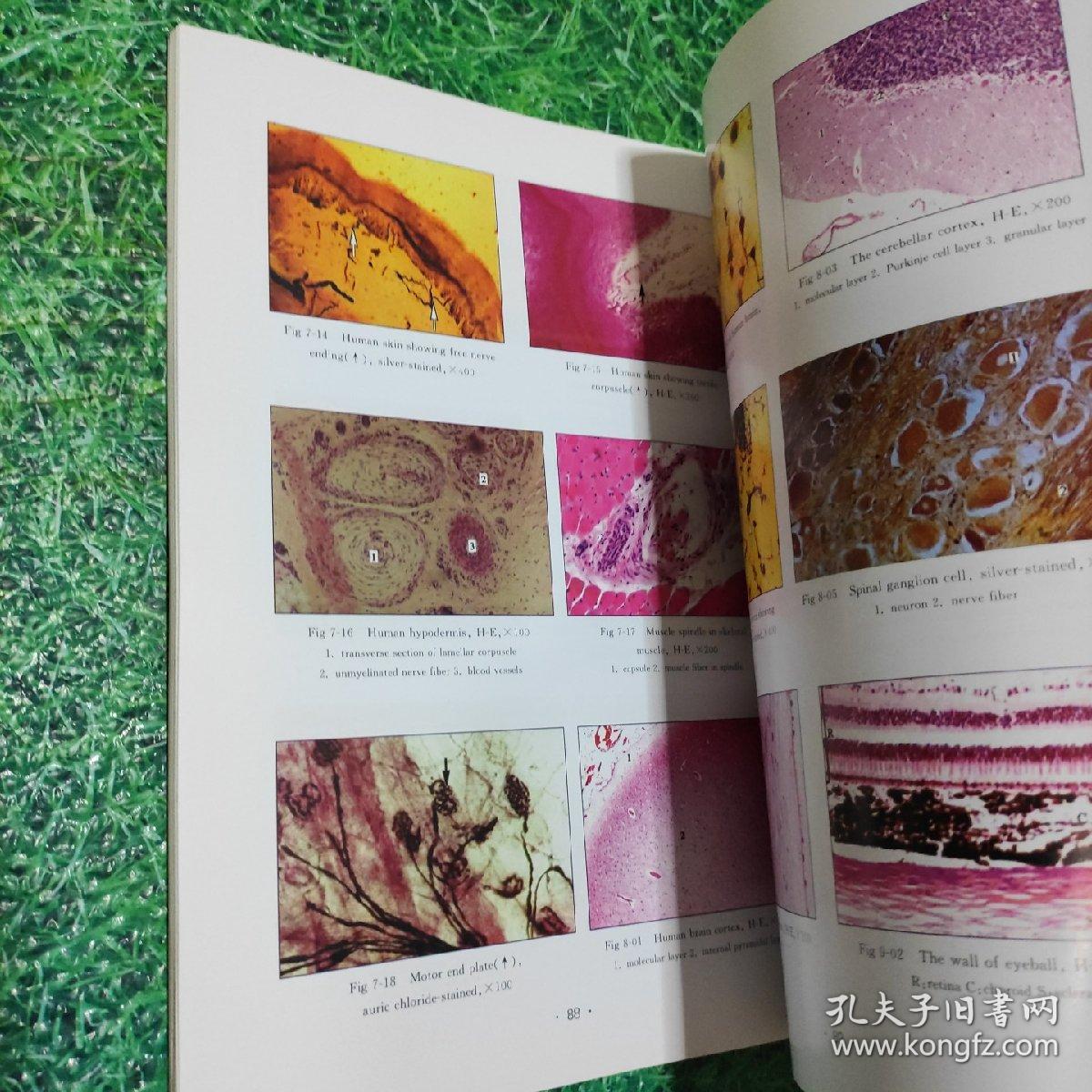 组织学与胚胎学实验指导和图谱