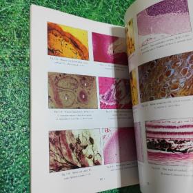 组织学与胚胎学实验指导和图谱