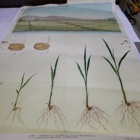50年代栽培植物挂图 水稻 大白菜（两张）