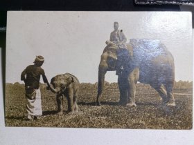 清末民初 印度驯象人照片