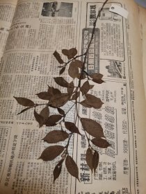 植物标本，无标本台纸.2150528-50