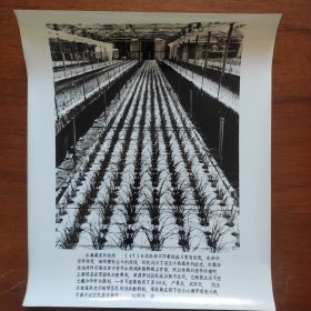 超大尺寸：1985年，日本研究成功水栽蔬菜新技术