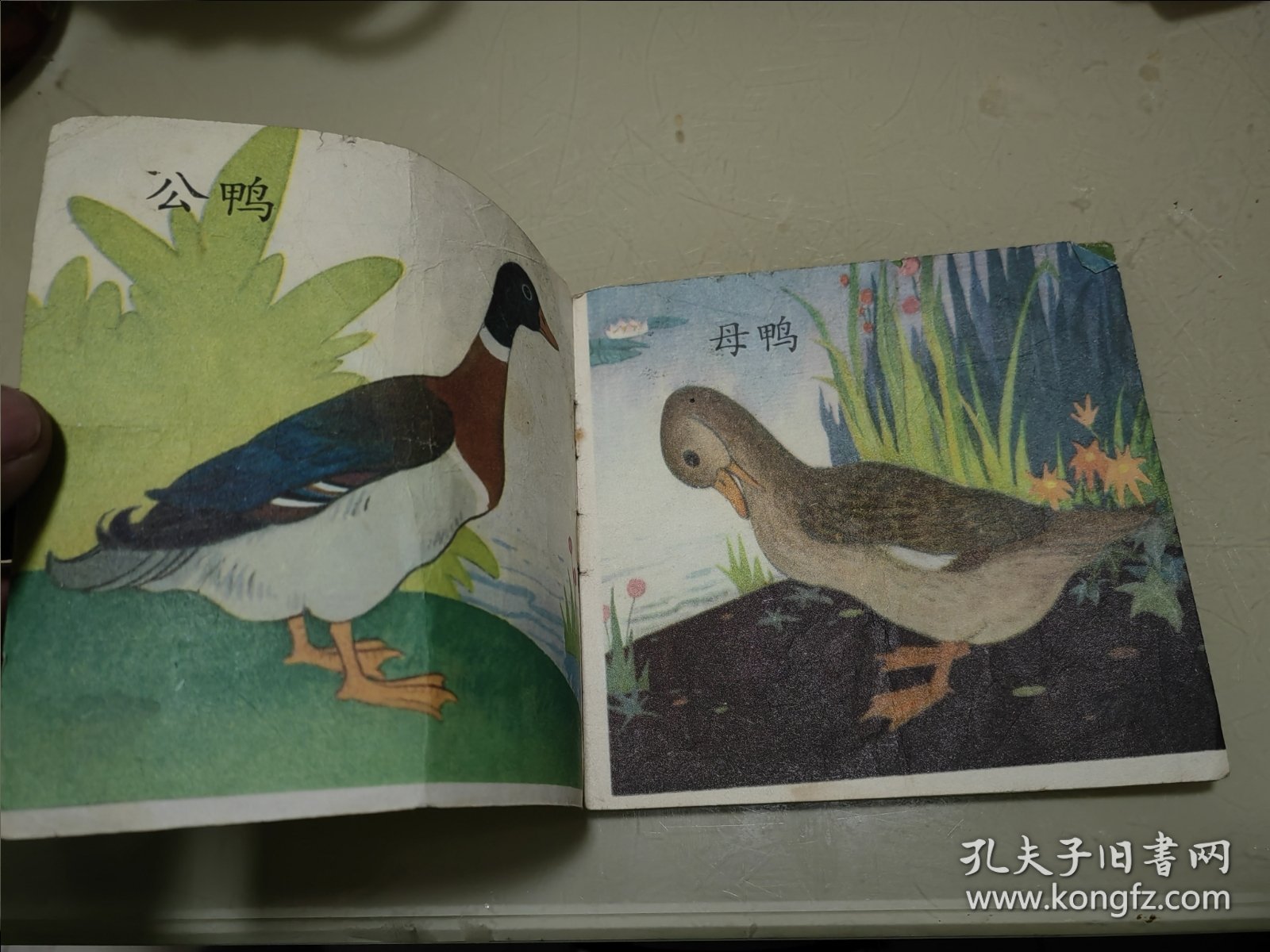 1-4岁婴幼儿知识读物（1）动物 鸭
