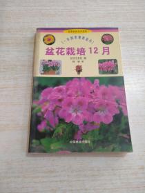 盆花栽培12月：一年四季观赏花卉