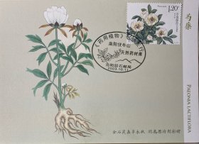药用植物极限片，清代绘画芍药极限片，医学中药材明信片，花卉芍药邮票极限片