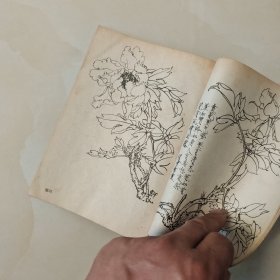 我怎样画工笔牡丹