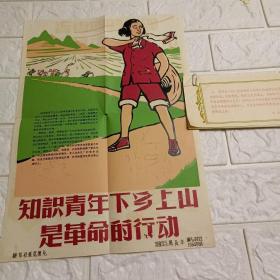 1964年老照片 知识青年下乡上山是革命的行动