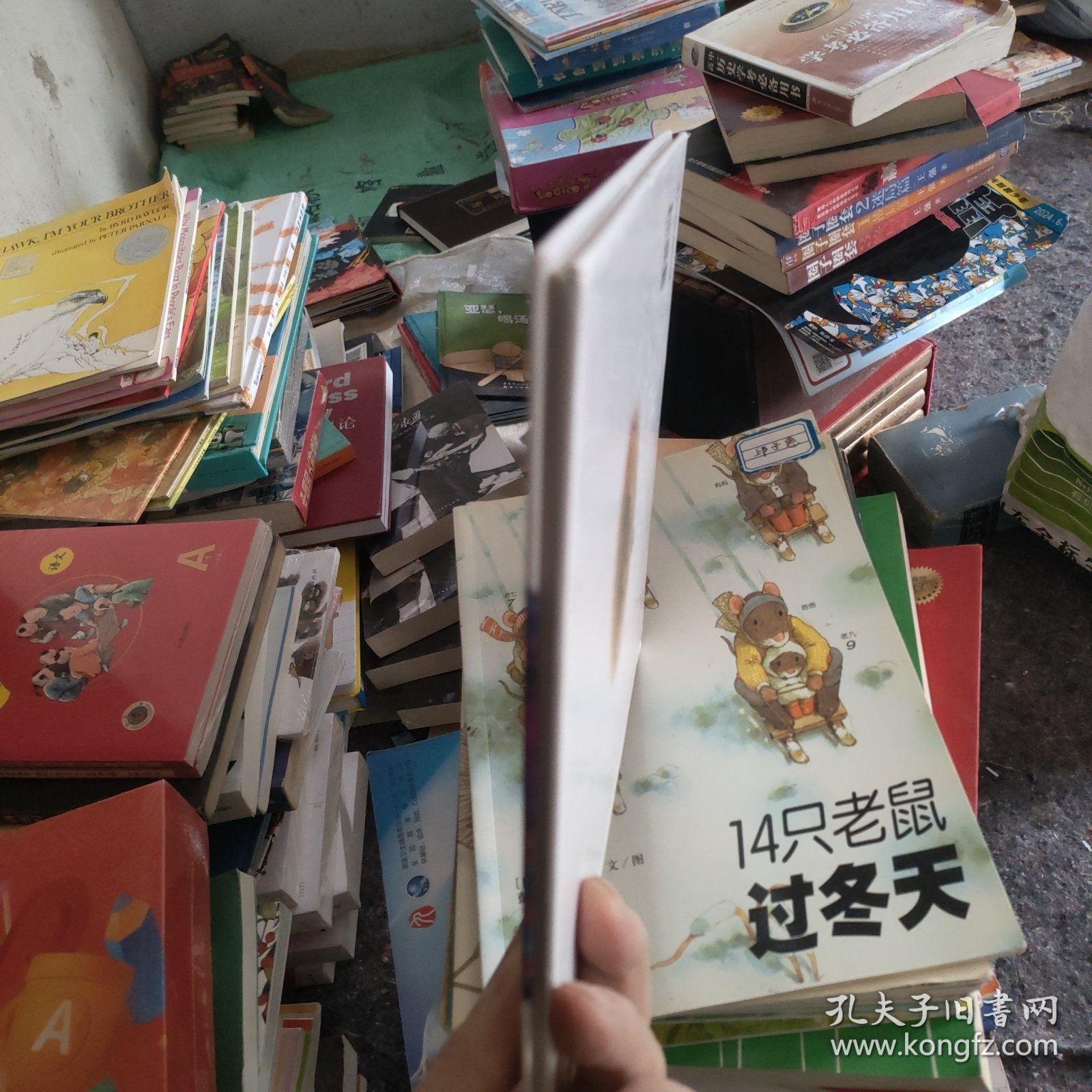 点击查看原图 狐狸的窗户