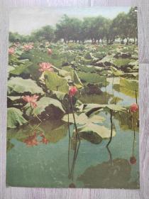 新中国早期画片，二张厚纸鲜艳，上世纪50年代产物