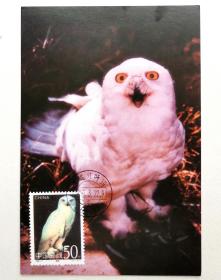 1995-5（4-3）《鸮》之雪鸮邮票极限片1枚，片源：总公司片，销1995年3月22日黑龙江呼玛首日戳。