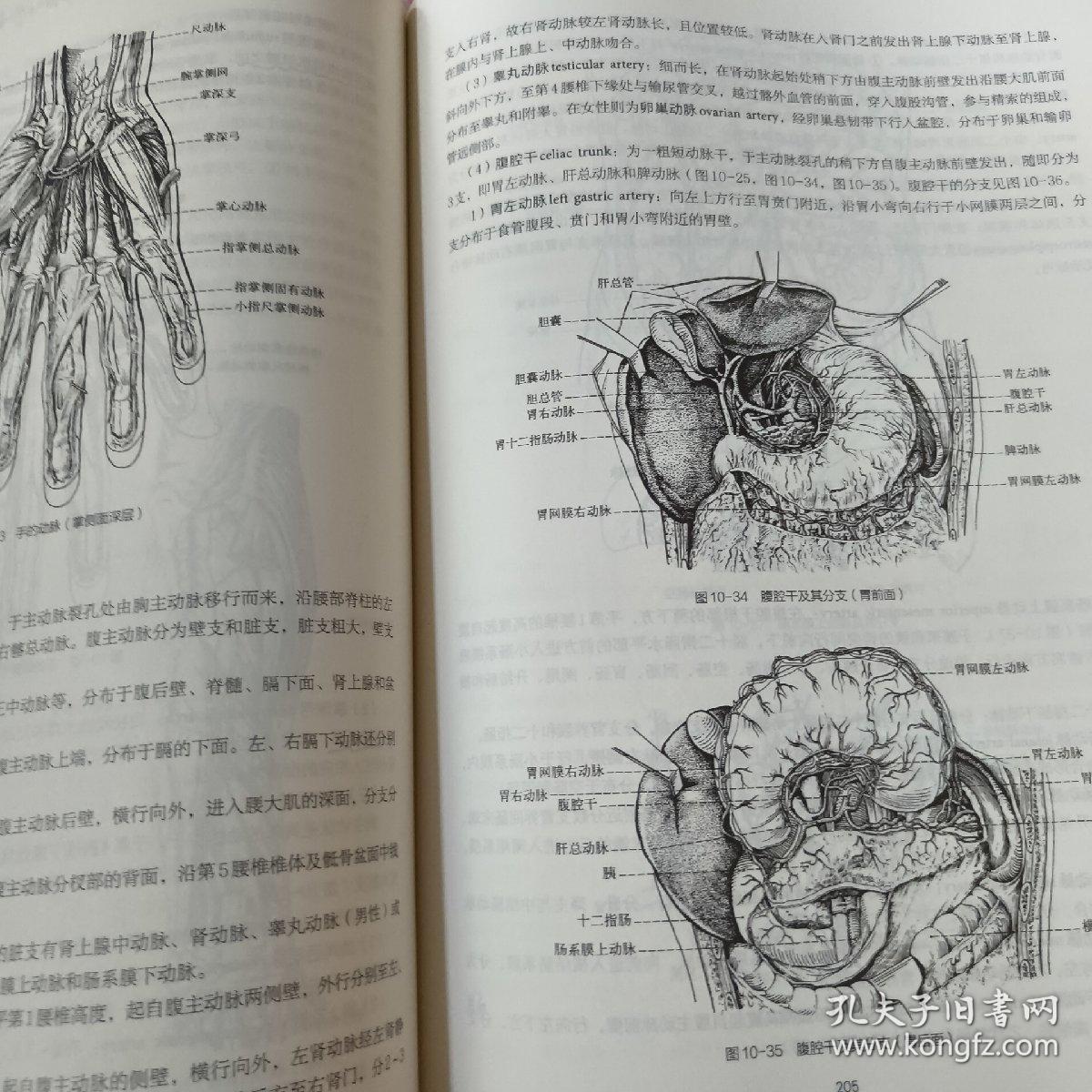 系统解剖学（第3版）