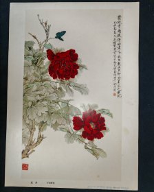 8开画页-牡丹（1979年，于非闇）