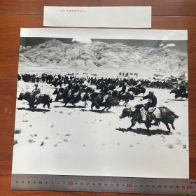 超大尺寸：1978年，西藏高原藏民举办赛牦牛