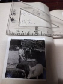 知青题材老照片之一二