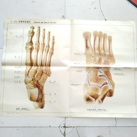 人体解剖挂图 1 骨及骨连结 <1-21足骨及其连接＞全开