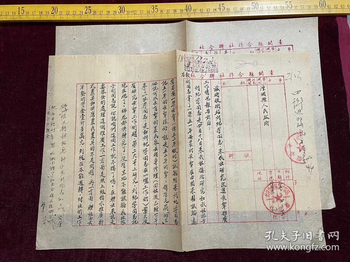 1953年，潼关县合作社联合社报告，关于技术站刘纪学同志来我社研究改进步犁推广工作情况事宜，大张，共2页，毛笔手写，字迹特别漂亮