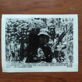 1995年，缉毒----菲律宾武装部队在毒品大搜查中，缴获价值38亿美元的大麻